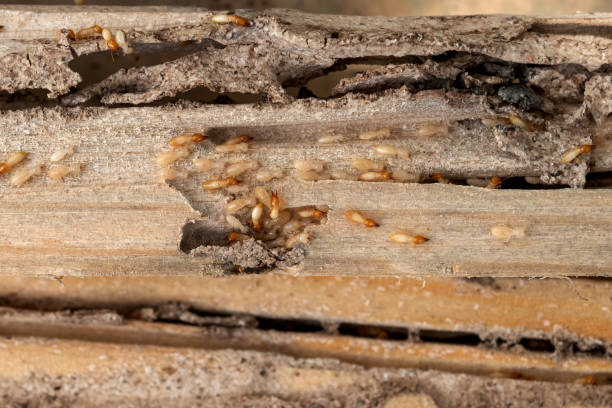 Best Pest Inspection Near Me  in Grandwood Park, IL